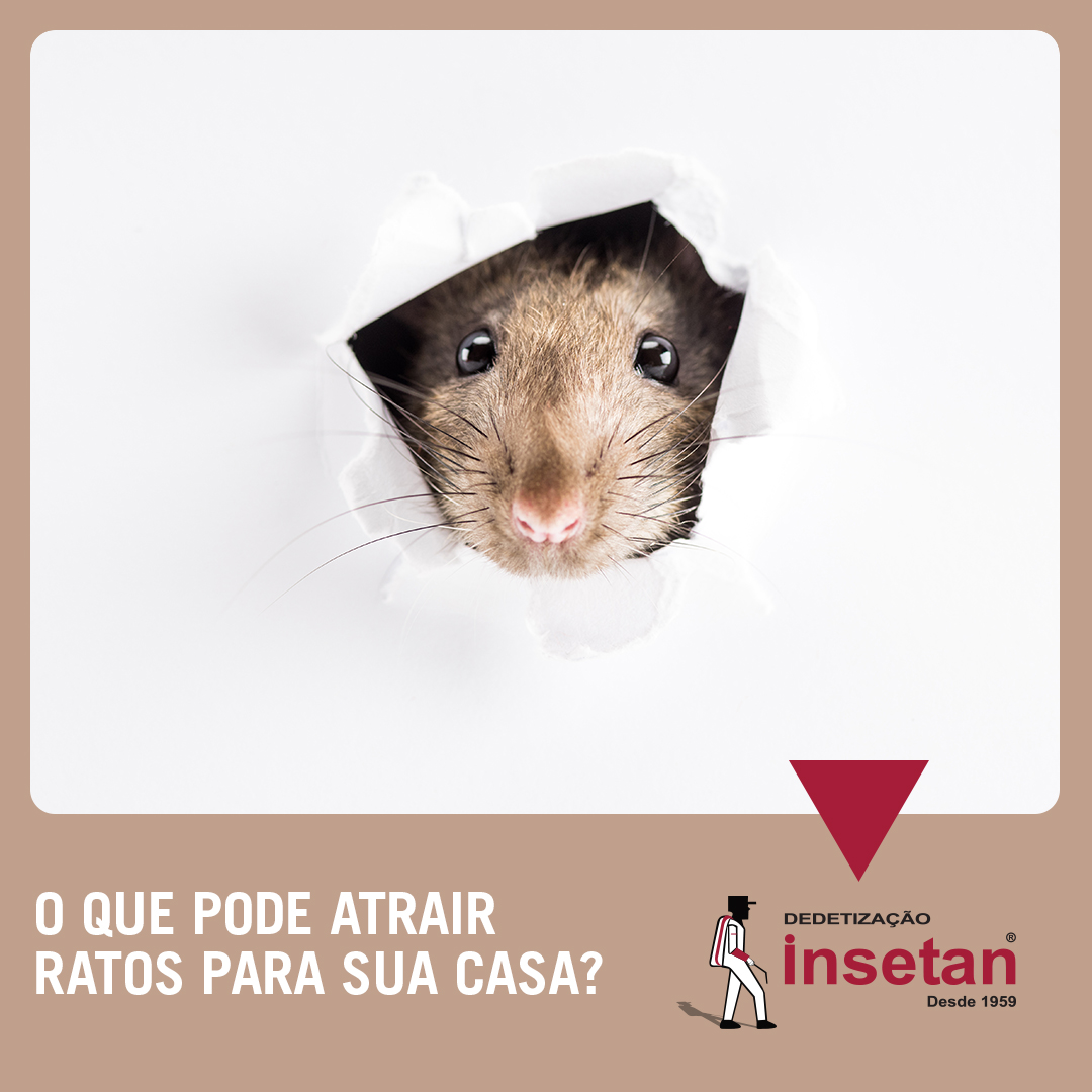 Ratos: o que levam eles até sua casa?