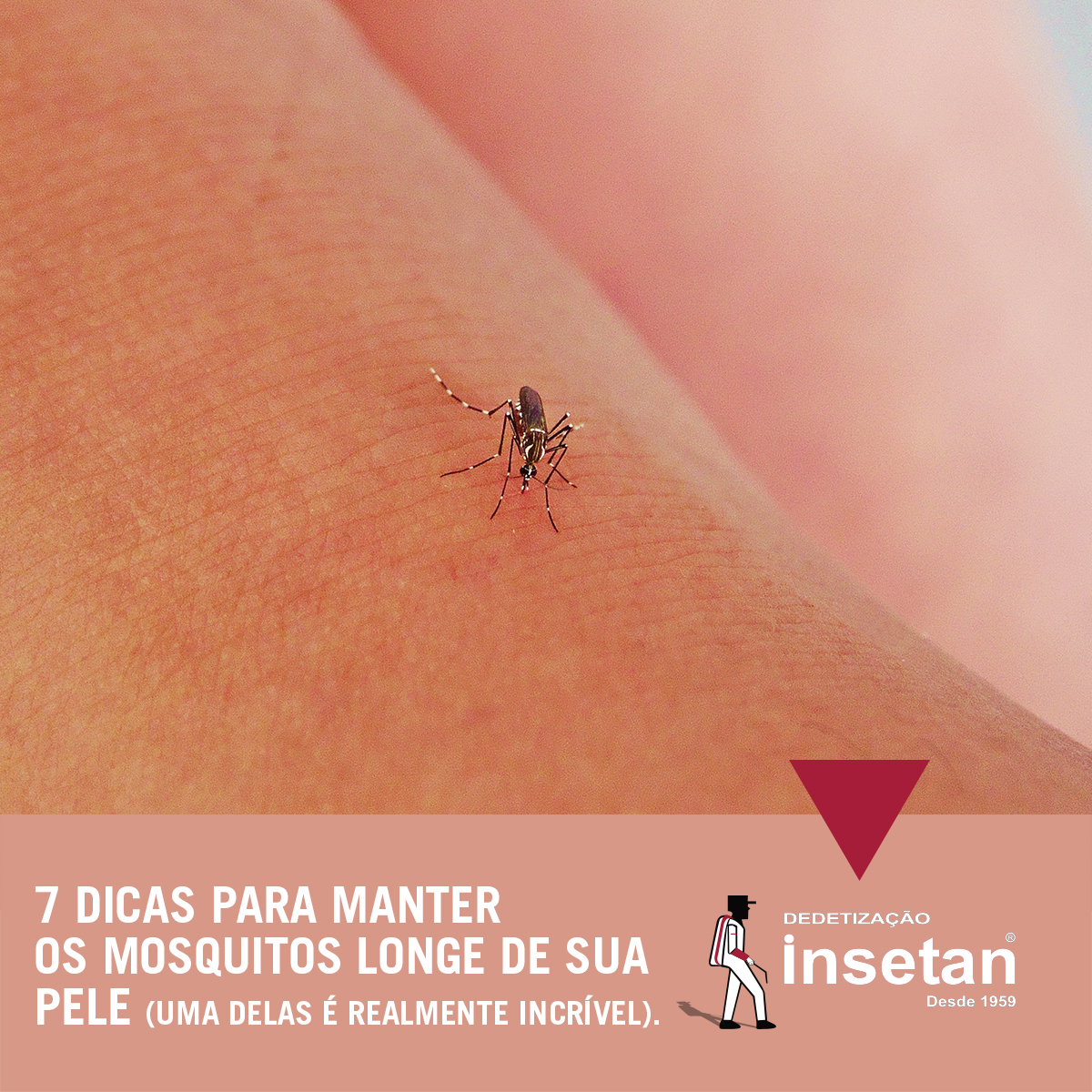 7 dicas para manter mosquitos longe