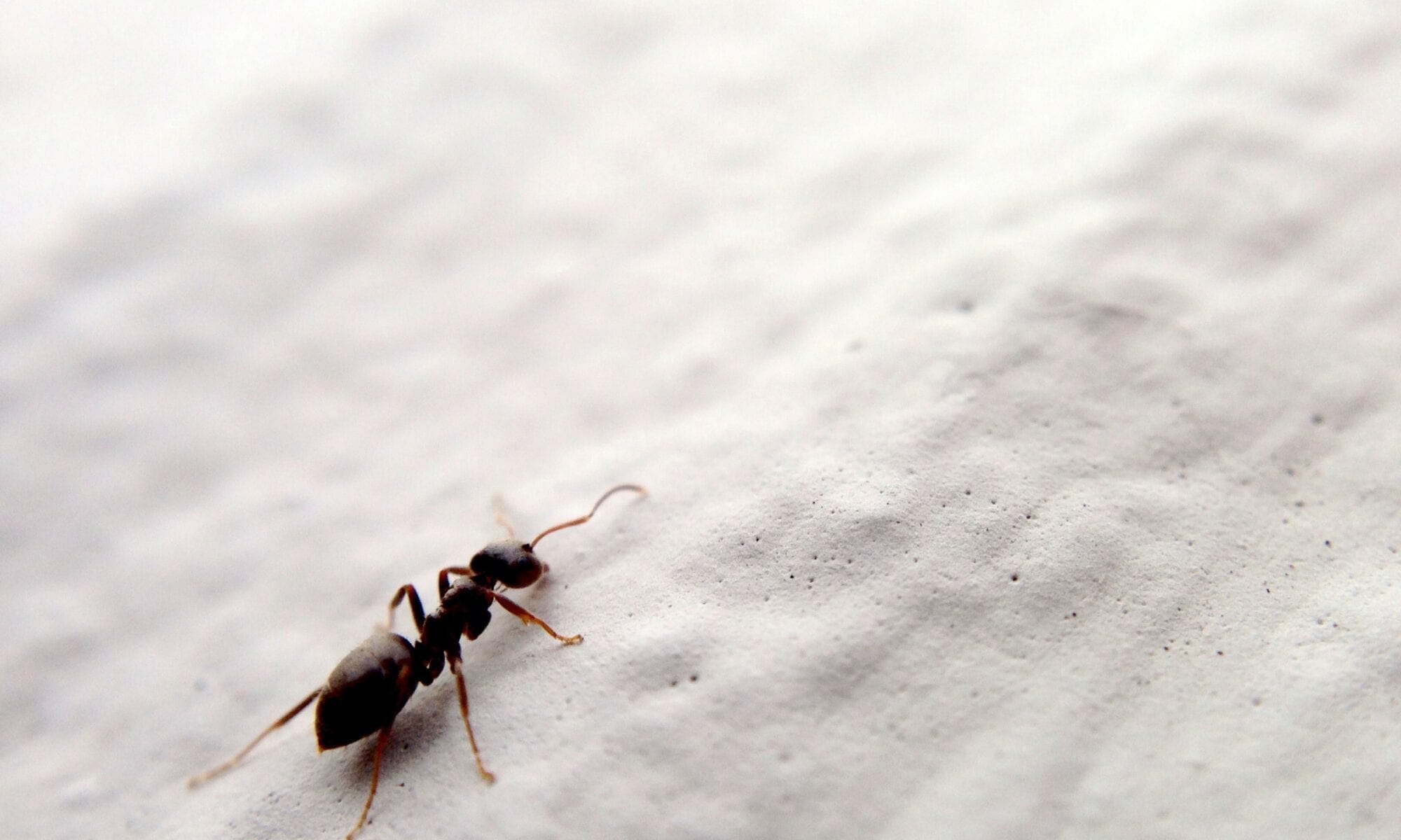 close up of an ant on white background DR898PQ