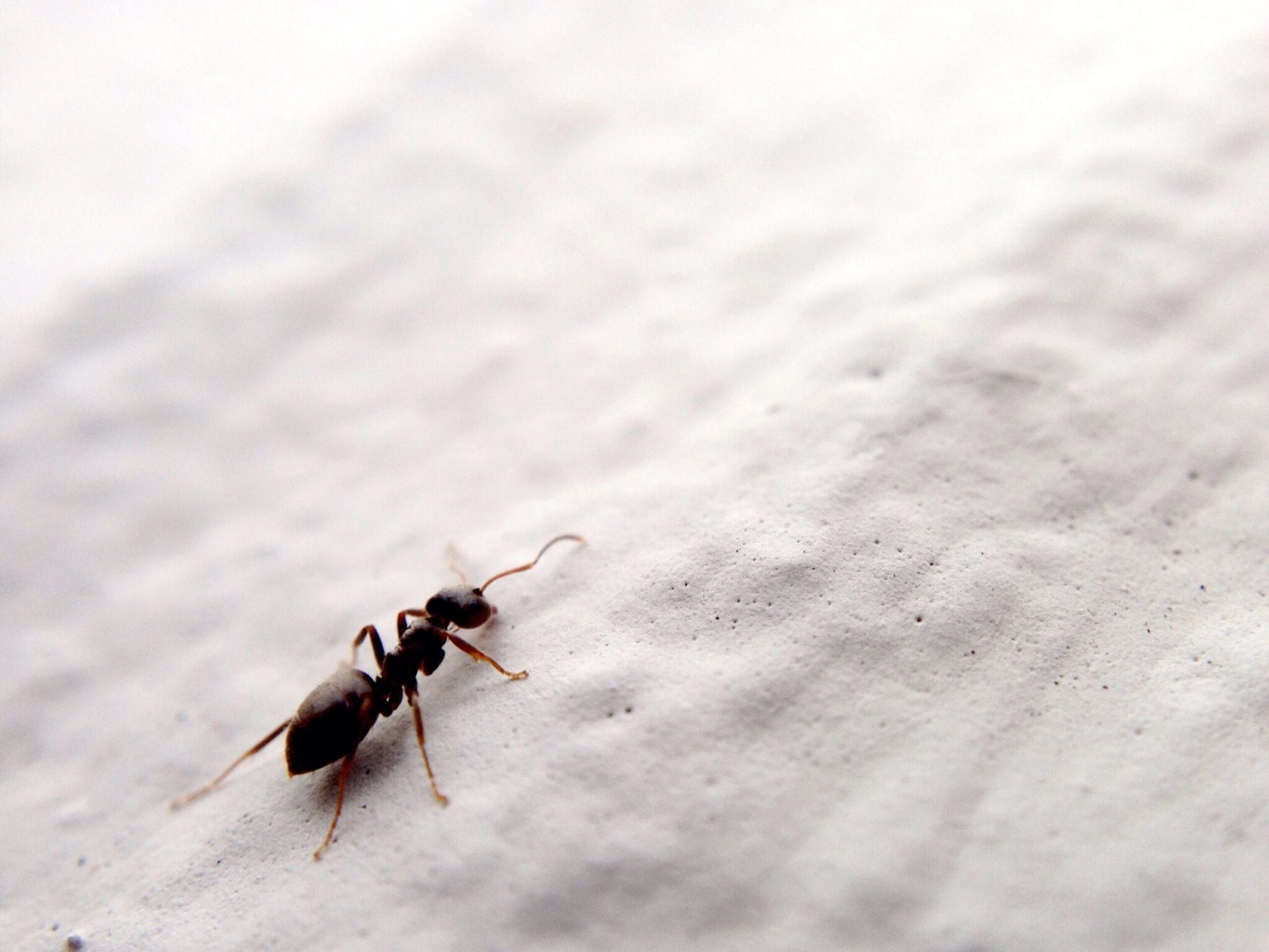 close up of an ant on white background DR898PQ scaled
