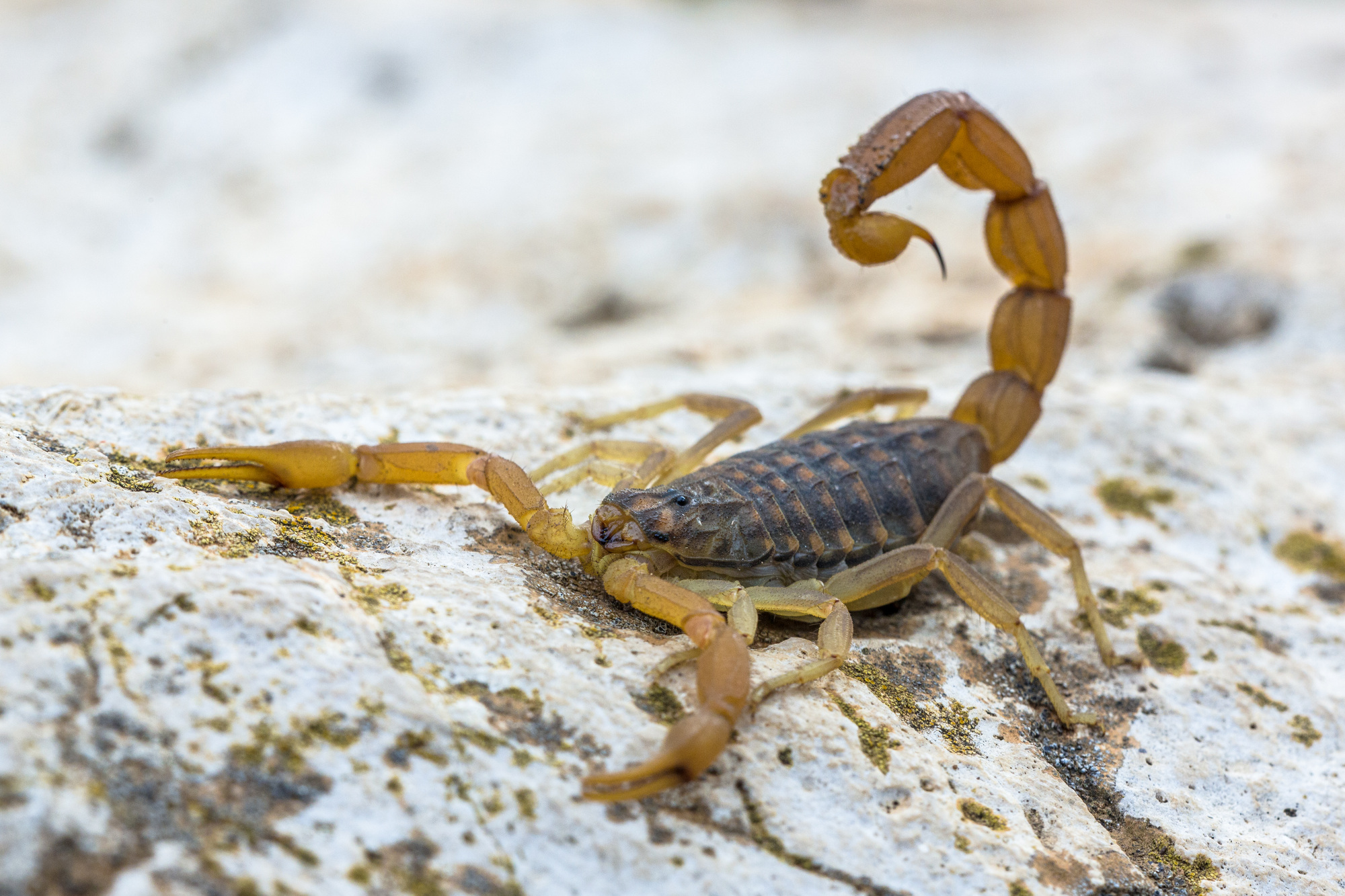 Escorpião: como combater e se proteger
