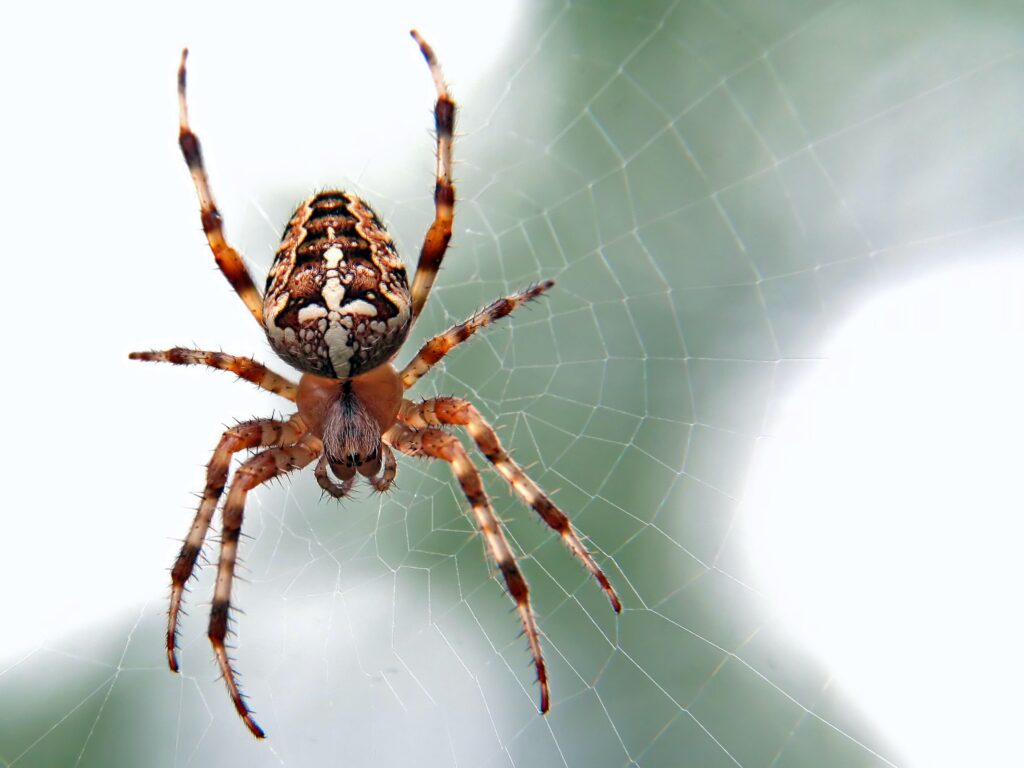 aranhas - brown and black spider close-up photography