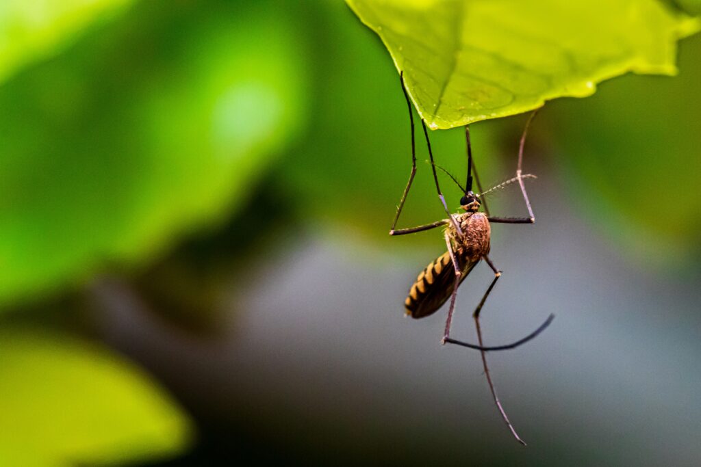 EVITE O Aedes aegypti (Mosquito da dengue) - brown and black insect